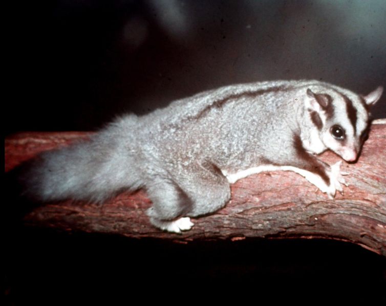 File:Squirrel-Glider-at-Lone-Pine.jpg