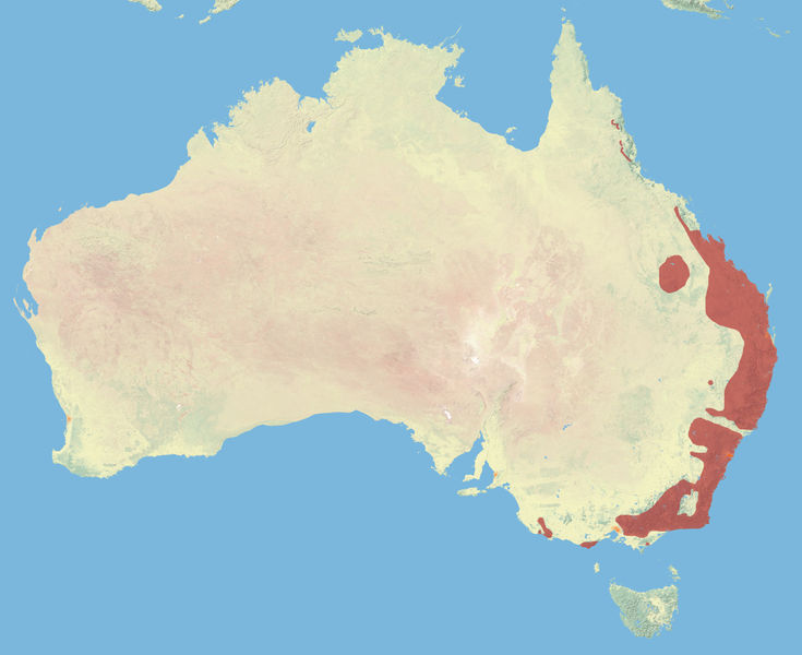 File:Yellow-bellied Glider.JPG